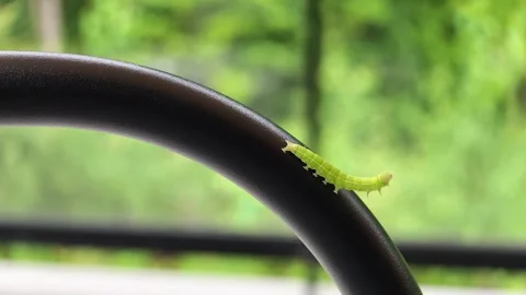 Tiny green caterpillar crawls slowly along curved black frame Stock Footage 340241420