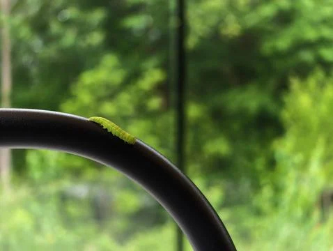 Tiny green caterpillar rests on dark curved handle Photos