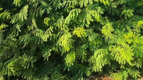 Tiny green color leaves texture Stock Footage 72848924