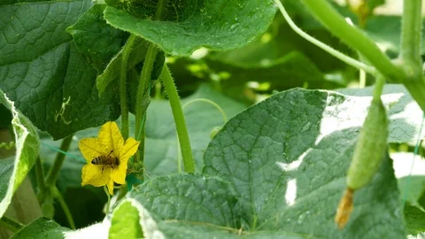Tiny green cucumber growing in the garden next to yellow flower with bee Stock Footage 112087397