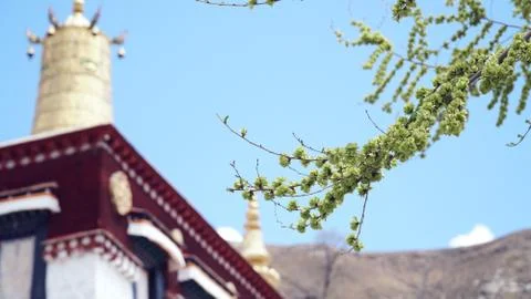 Tiny green flower on the tree branch wtih blurrred temple at the background Stock Photos
