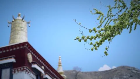 Tiny green flower on the tree branch wtih blurrred temple at the background Foto stock