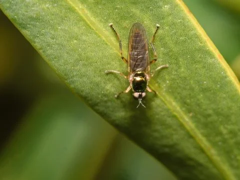 Tiny green fly on green leaf Stock Photos