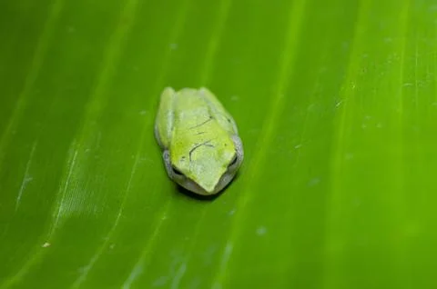 A tiny green frog in a banana leaf forming a beautiful background Stock Photos