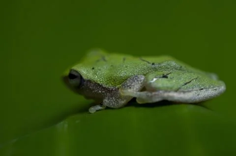 A tiny green frog in a banana leaf forming a beautiful background Stock Photos