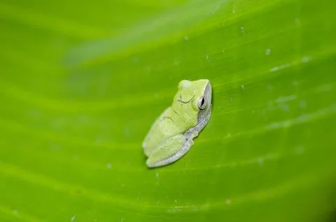 A tiny green frog in a banana leaf forming a beautiful background Stock Photos