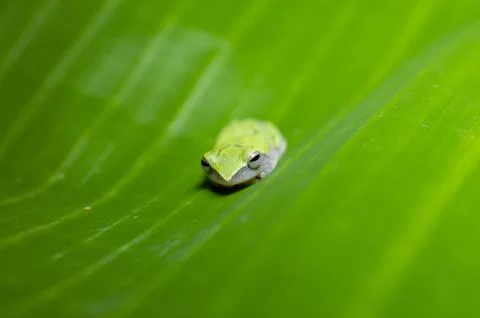 A tiny green frog in a banana leaf forming a beautiful background Stock Photos