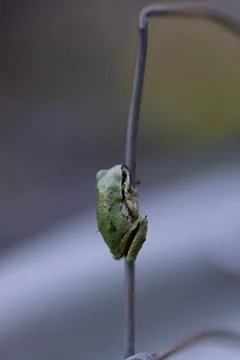 Tiny green frog grips thin twig with delicate limbs Stock Photos