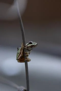 Tiny green frog grips thin metal wire Stock Photos
