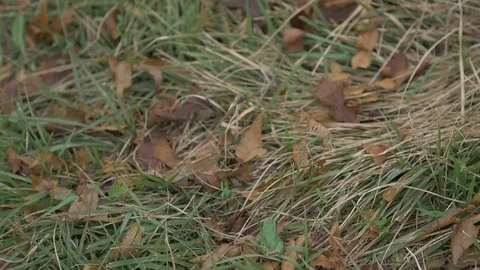 Tiny green frog jump in grass Slow Motion 動画素材 125984167