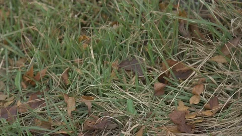 Tiny green frog jump in grass and stumble Slow Motion 動画素材 125984321