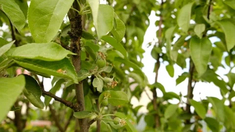 Tiny green fruits are surrounded by fresh green leaves and remnants of blossoms Stock Footage 310672293