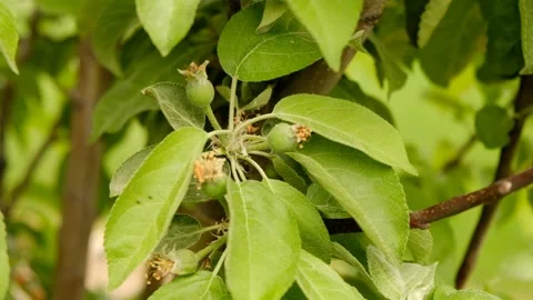 Tiny green fruits are surrounded by fresh green leaves and remnants of blossoms Stock Footage 310673880