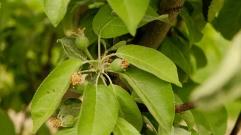 Tiny green fruits are surrounded by fresh green leaves and remnants of blossoms Stock Footage 310673885