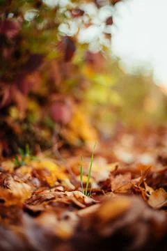 Tiny green grass straw growing in a ocean of leafs Stock Photos
