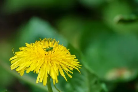 Tiny green grasshopper crawls on a yellow dandelion flower Stock Photos