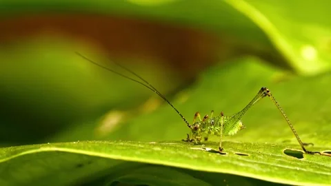 Tiny green grasshopper eating leaf in summer garden Stock Footage 340798763
