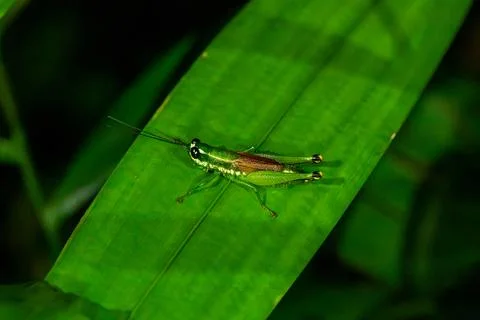 Tiny green grasshopper rests on broad leaf Fotos Stock