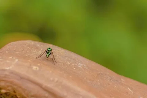 A tiny green hoverfly resting in the handle of a clay plate Foto stock