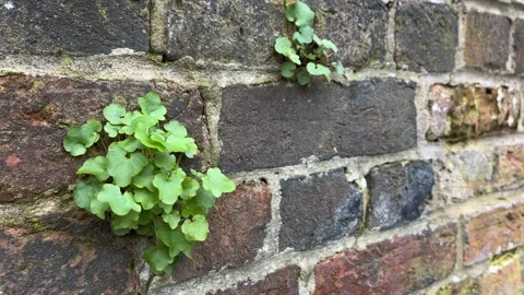 Tiny green ivy on a block wall Video stock 237373332