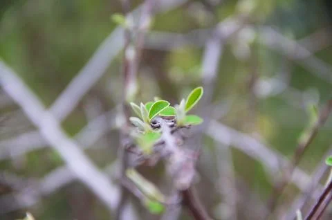 Tiny Green Leaf Bud on Dark Branch Fotos de archivo