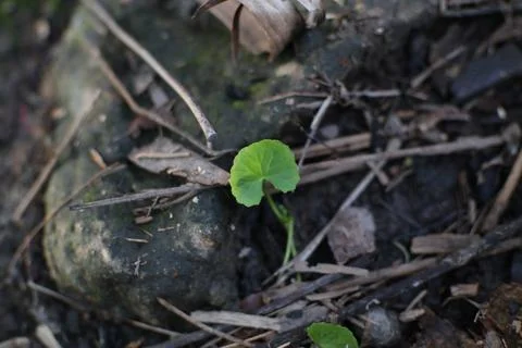 A tiny green leaf emerges amongst fallen twigs and weathered stone Stock Photos