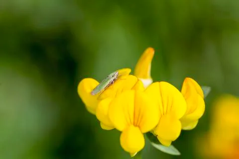 Tiny green leaf hopper bug on a wild yellow pea flower Stock Photos