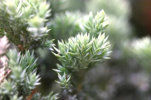 Tiny green leaf plant Foto stock