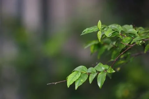 Tiny green leaf plant Stock Photos