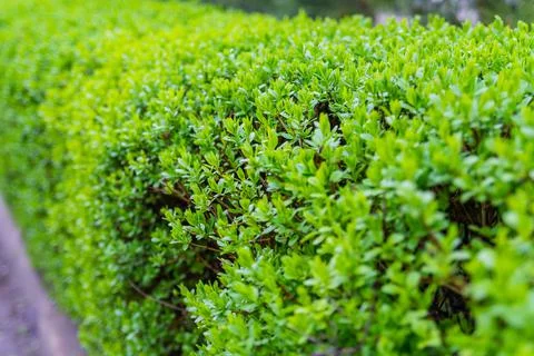 Tiny green leaf, trees are planted to a fence, natural fence, natural green b Foto stock
