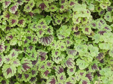Tiny green leaves background Foto stock