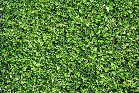 Tiny green leaves background Stock Photos