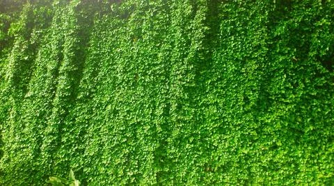 Tiny green leaves background. Tiny green leaves background - texture , sum... 写真素材