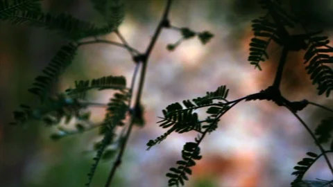 Tiny green leaves on a branch. Video stock 88406504