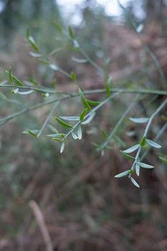 Tiny green leaves on the branch. Foto stock