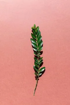 Tiny green leaves bunch on brown background Stock Photos