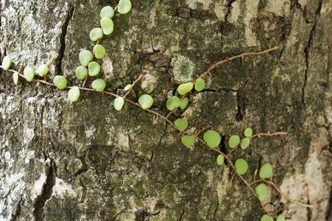 Tiny green leaves cling to rough tree bark Stock Photos