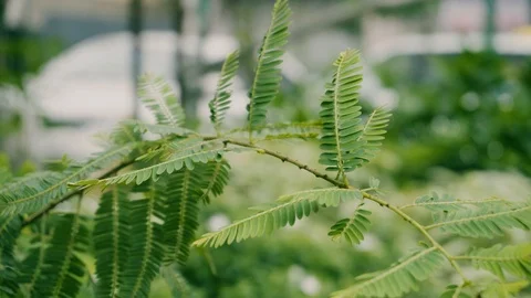 Tiny green leaves with defocus background Video stock 94610146