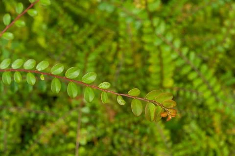 Tiny green leaves line a slender plant stem 写真素材