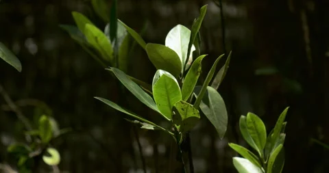 Tiny green leaves of mangrove seedlings are blown by a gentle breeze under Stock Footage 272730231