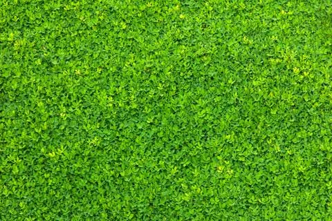 Tiny green leaves Stock Photos