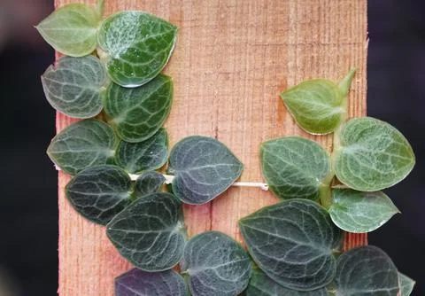 Tiny green leaves of Rhaphidophora Cryptantha, a shingling tropical plant Stock Photos