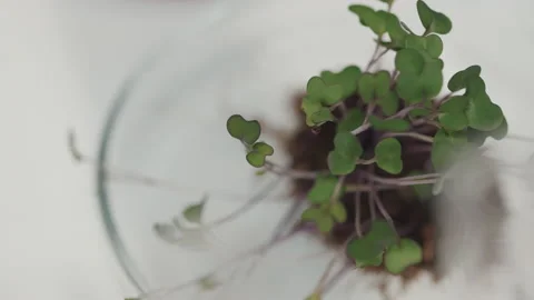 Tiny Green Leaves of Seedlings Growing in Petri Dish in Laboratory Stock Footage 234256752