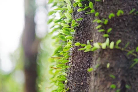 Tiny Green Leaves Sprouting Along Mossy Tree Trunk in Taiwan Forest Foto stock