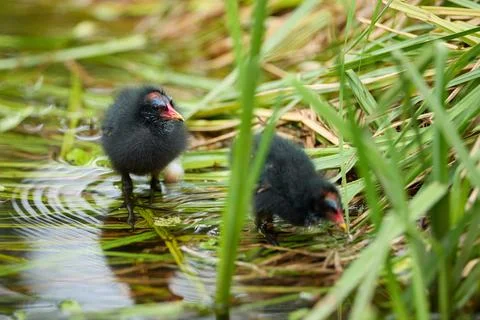 Tiny Green Legged Partridge Chicks Hiding in Lush Green Reeds Fotos Stock