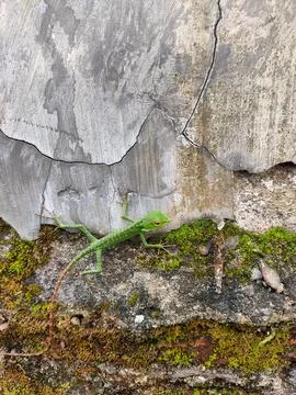 Tiny Green Lizard on a Crumbled Mossy Wall Stock Photos