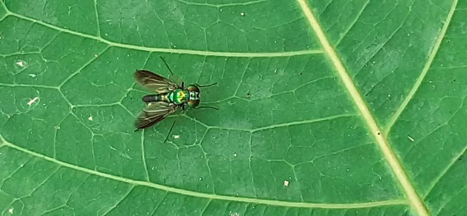 Tiny Green Long Legged Flies on green leaf Stock Photos