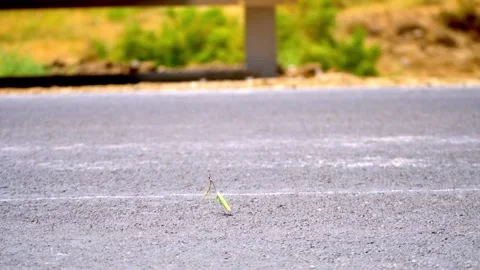 Tiny green long neck unrecognized creepy creature pass crossing road with bre Stock Footage 162821241