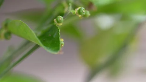 Tiny Green Mandarin Fruit at Early Growth Stage Video stock 347994271