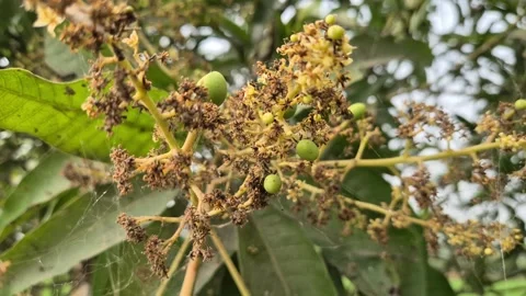 Tiny Green Mangoes Emerging From Dried Blossom Cluster 库存影片 337820092